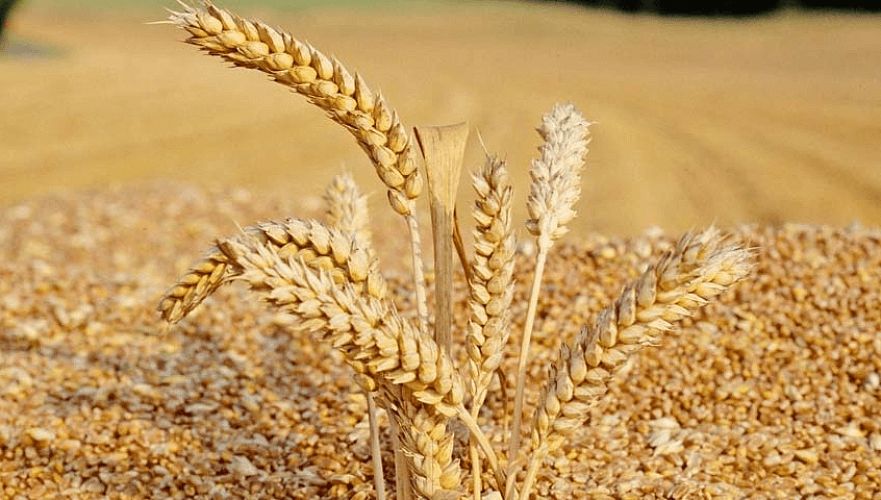 В 16 раз выросли с начала 2020 года поставки зерна в Казахстан из приграничного региона РФ