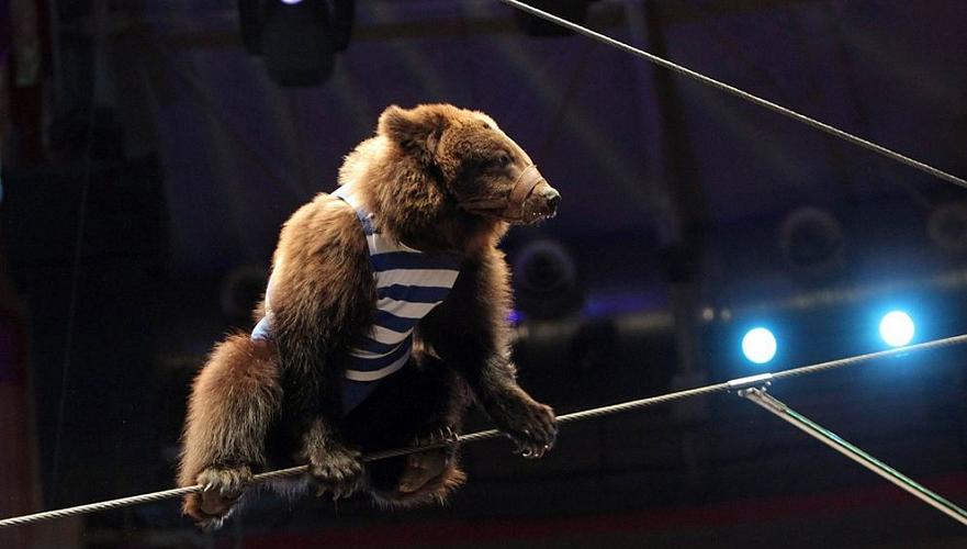 Застрявший из-за карантина российский цирк попросил у карагандинцев корм для животных