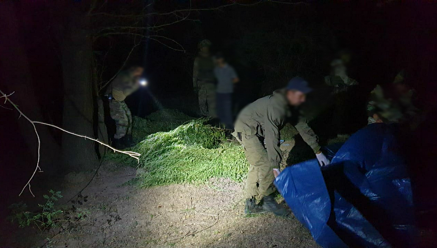 Более 125 кг марихуаны нашли у сельчанина в Жамбылской области
