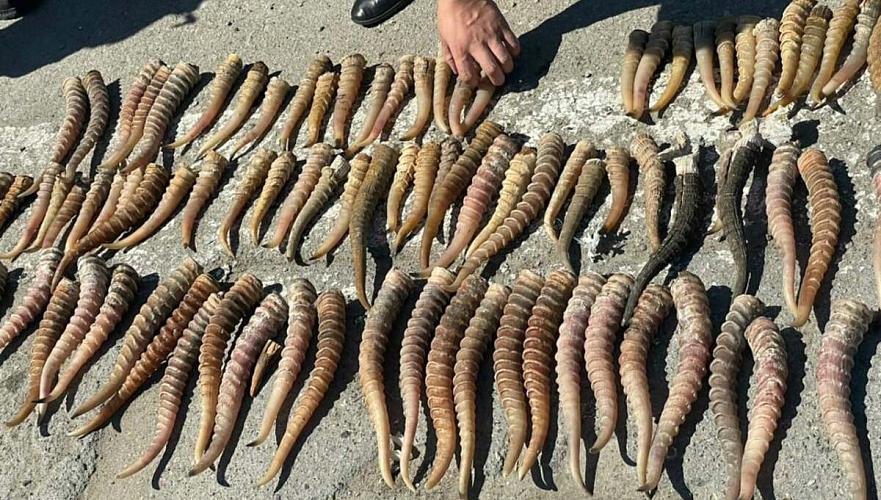 Почти 100 рогов сайги нашли у жителя Костанайской области