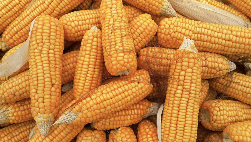 «Казгидромет» опубликовал прогноз урожайности подсолнечника, пшеницы, свеклы и кукурузы