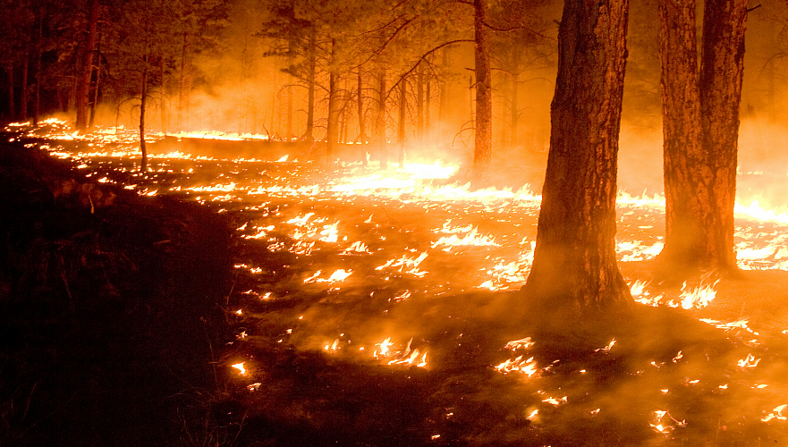 Посещение лесов хотят ограничить из-за высокой пожароопасности в Костанайской области