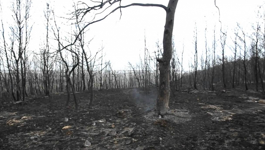 Пожар в Бахтинском лесничестве в Карагандинской области ликвидирован