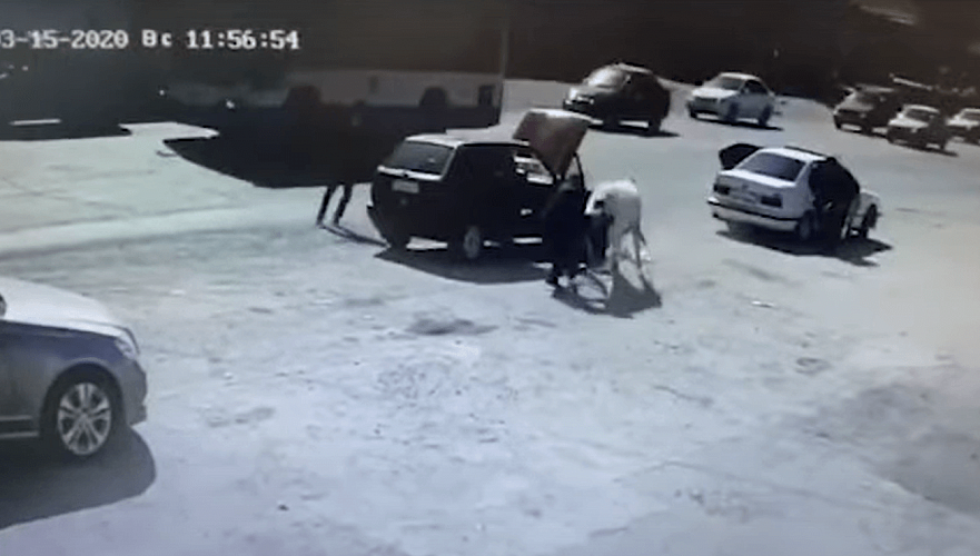 Бык напал на автолюбителя в Шымкенте (видео)