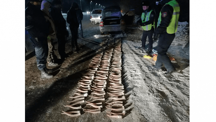 Почти 220 свежеспиленных рогов сайгаков нашли в багажнике автомобиля в ЗКО