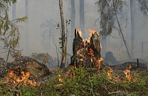К месту пожара в резервате «Семей орманы» направлены дополнительные силы из трех регионов