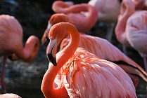Биолог призвал запретить снимать дронами прилетающих в Актау розовых фламинго