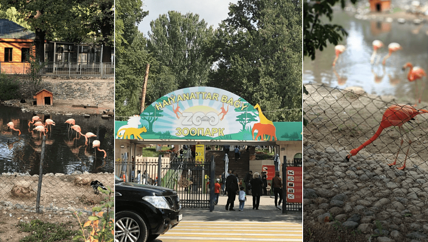 Т286 млн хотят потратить на реконструкцию и благоустройство прудов зоопарка власти Алматы