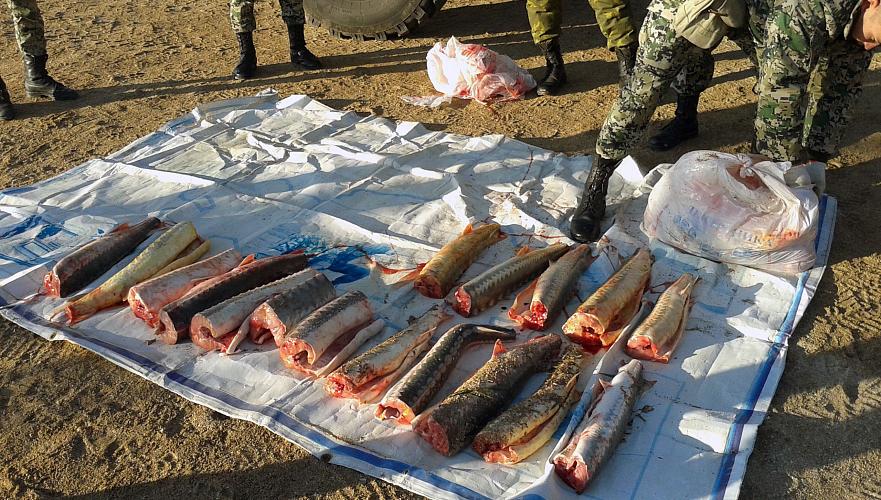 13,6 тонн рыбы изъято из незаконного оборота в Казахстане