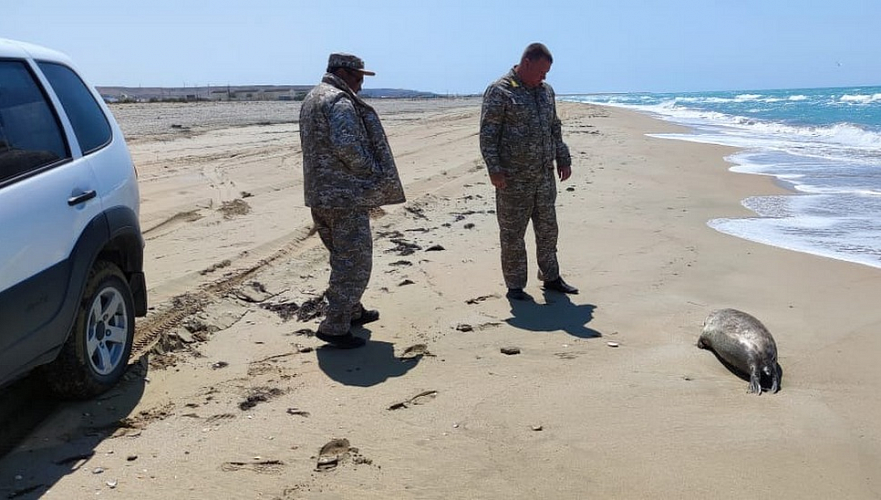 Еще более 60 туш мертвых тюленей нашли на берегу Каспия в Мангыстауской области