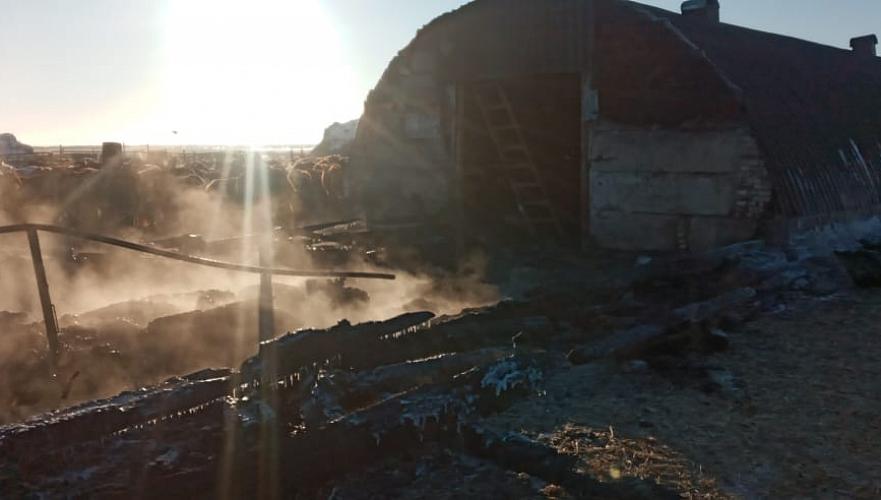 Около 70 животных погибли в крупном пожаре в Карагандинской области