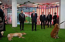 Токаев посетил выставку собак породы тазы