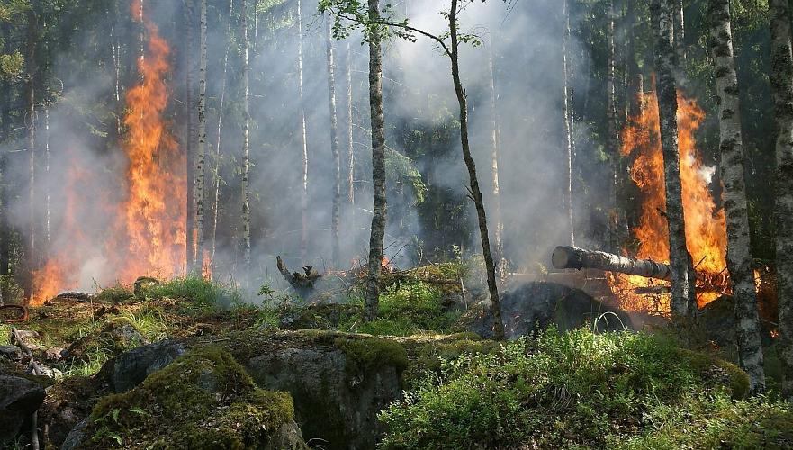 Жители трех населенных пунктов покинули свои дома из-за крупного лесного пожара в Абае