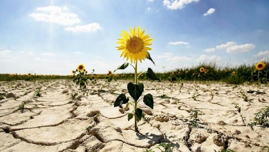 Неурожай подсолнечника в Казахстане и дефицит сырья прогнозирует профильная ассоциация