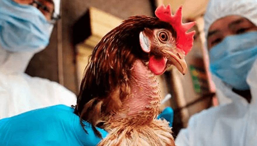 Потери от птичьего гриппа в СКО пообещали компенсировать в минсельхозе Казахстана