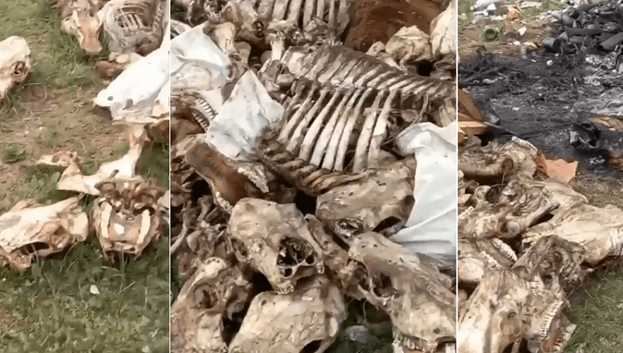 Стихийный скотомогильник под открытым небом обнаружили в Павлодарской области
