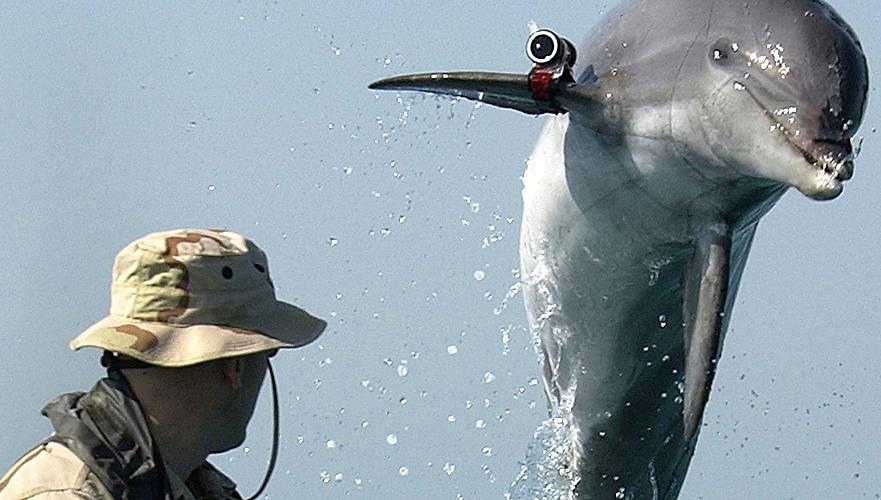 Возможность использования дельфинов и планктона в военных целях рассматривают США