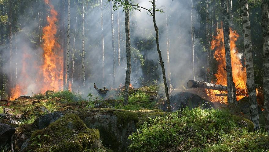 Пожар в Бахтинском лесничестве тушат в Карагандинской области