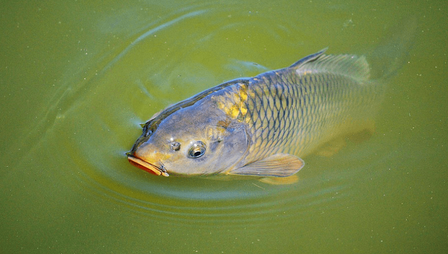 Запрет на деятельность рыбоводств в водоохранных зонах рек намерены снять в Казахстане