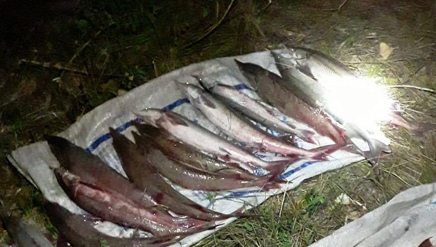 Около 13 кг осетровой рыбы изъяли у браконьера в Павлодарской области