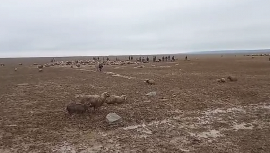 2 тыс. овец застряли грязевой массе в Алматинской области