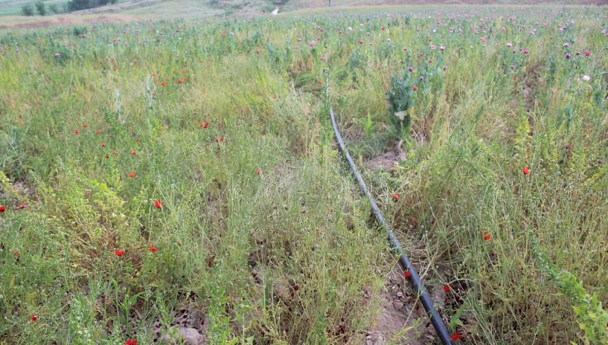Занимавшихся культивированием наркосодержащего растения двух братьев задержали в Туркестанской области
