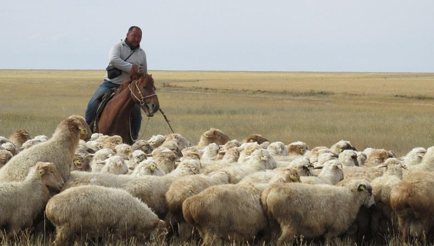День животноводов внесли в перечень праздничных дат в Казахстане