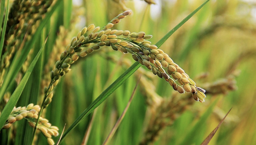 Площадь посева риса в Казахстане сократилась на 8,7 тыс. га из-за дефицита воды