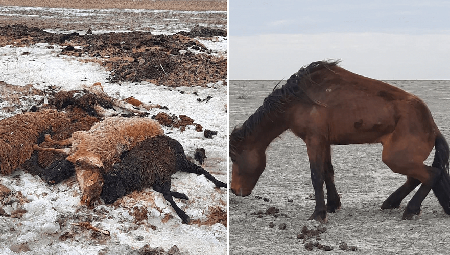 Скот массово гибнет по неизвестным причинам в ряде районов Атырауской области