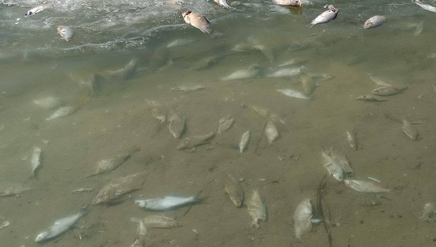 Гибель рыбы на реке Урал прямого ущерба популяции не нанесла - МСХ