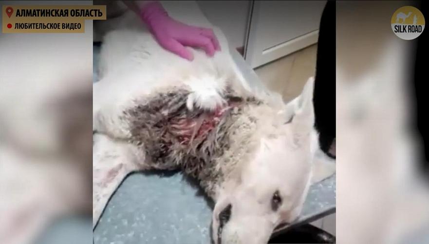 Жители Капшагая жалуются на очень жестокий отлов и безжалостное убийство собак (видео)