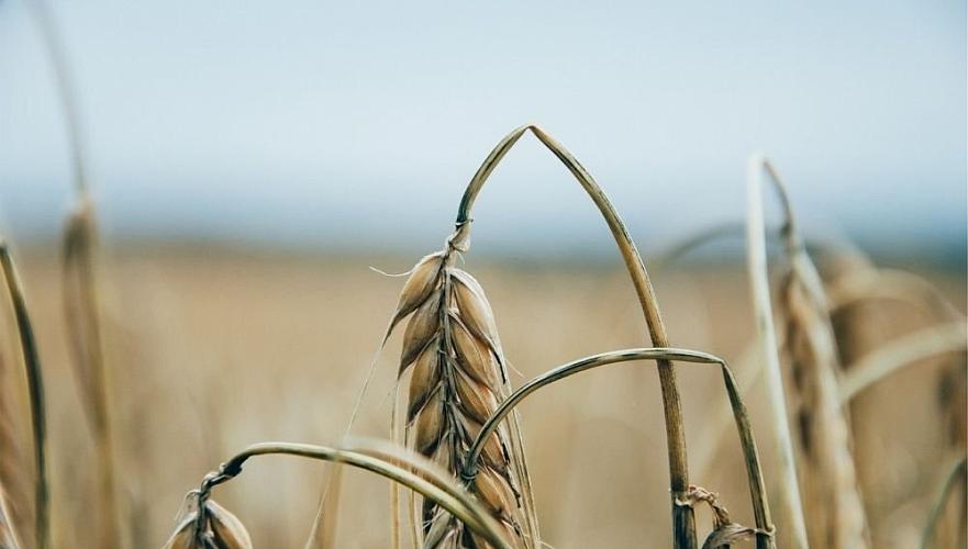 Неурожай в Казахстане – темпы уборки почти вдвое ниже 2022 года при худшем качестве зерна