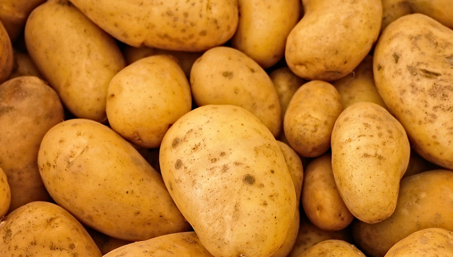 Введенный Казахстаном запрет на ввоз картофеля прокомментировали в Кыргызстане