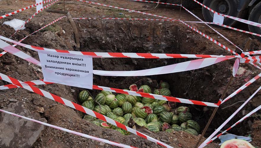 Зараженные дынной мухой 15 тонн арбузов уничтожили в Нур-Султане