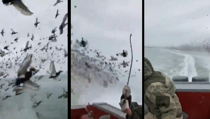 Лодка протаранила стаю диких уток в Каспийском море, двое мужчин дают показания