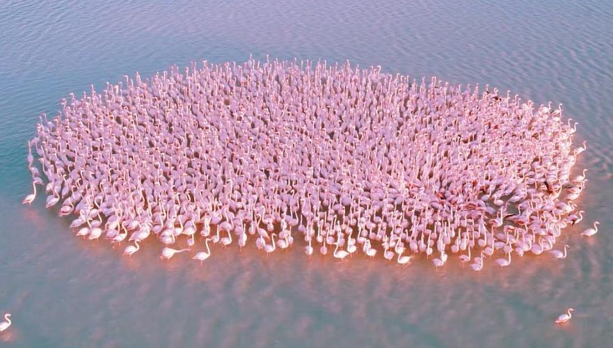 Стая розовых фламинго высадилась на озере Караколь возле Актау
