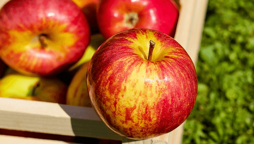Дефицит местных яблок в Казахстане обещают устранить только к 2024 году