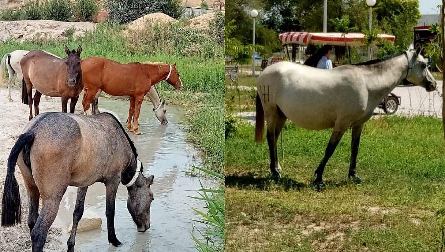 Объедают деревья: бесхозные лошади облюбовали городской парк в Актау