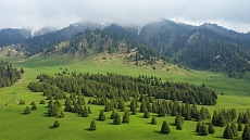 Эколог призвал сохранить алматинское урочище Кок Жайлау в первозданном виде