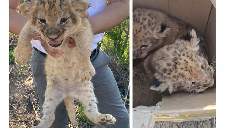 Подозреваемыми по делу о незаконной продаже львят в Караганде оказались работники зоопарка
