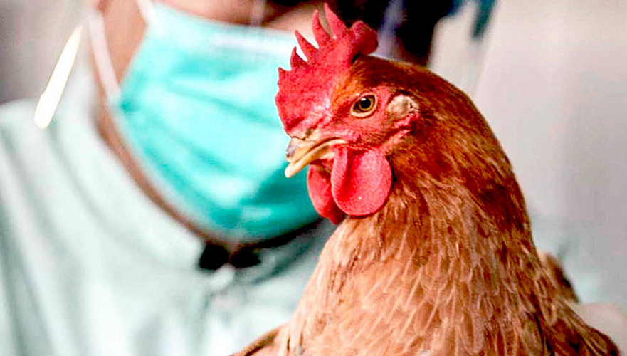 Карантин установили из-за вспышки птичьего гриппа в Северо-Казахстанской области