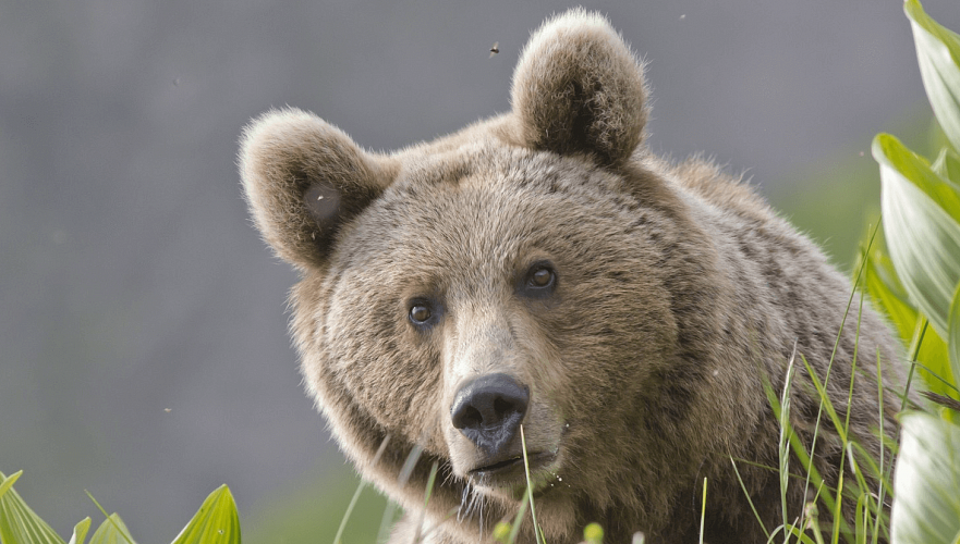 Растерзавшую россиянина медведицу не будут отстреливать в Алматинской области