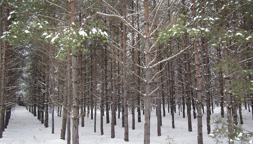 Оценку эффективности управления лесхозом и распределения госсредств проведут в Казахстане