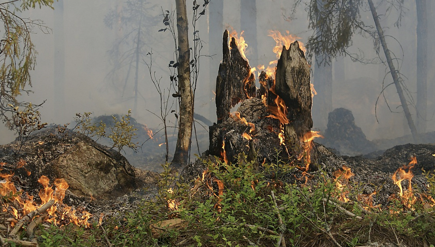 Началось расследование по лесным пожарам в ВКО