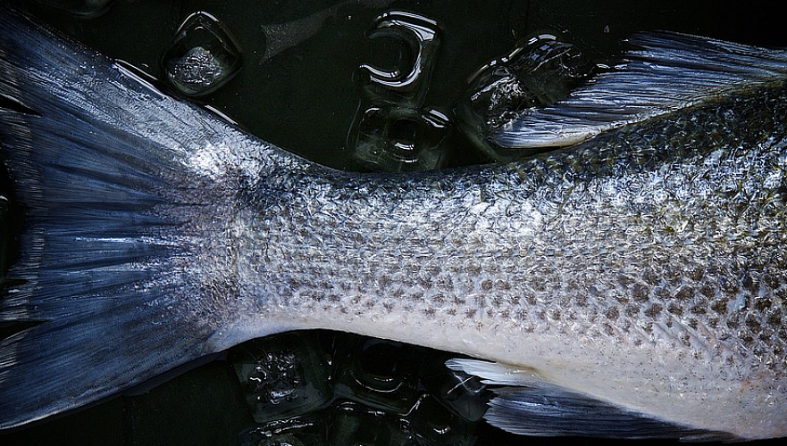 Свыше 50 тонн рыбы погибло в Атырауской области: виновный до сих пор не найден