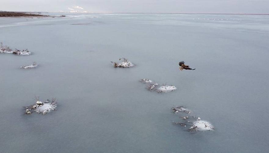 Место зимовки редких водоплавающих птиц покрылось льдом в Актау