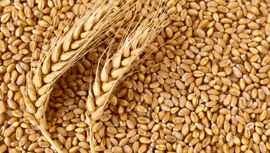 ФАО повысила прогноз по мировому спросу на зерновые и понизила прогноз по их запасам