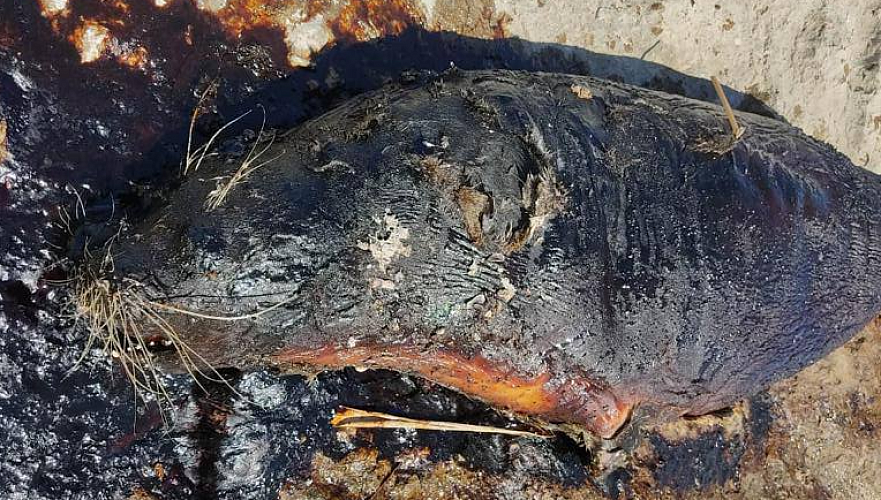 «Животное погибло в море» – минэкологии об окровавленной туше тюленя в Актау