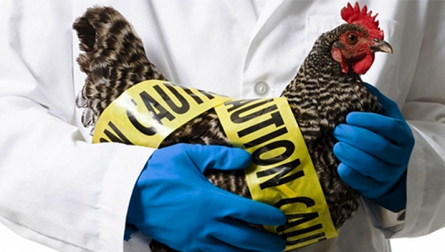 Птичий грипп в СКО могли занести дикие перелетные птицы – минсельхоз