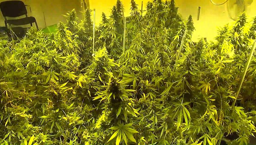Лабораторию-теплицу для выращивания марихуаны обнаружили в гараже у жителя Петропавловска